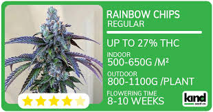 Exploring the Unique Qualities of Florida Sunrise Strain Exploring the Unique Qualities of Florida Sunrise Strain